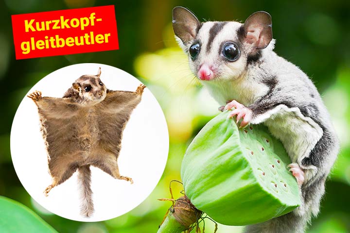 Kurzkopfgleitbeutler