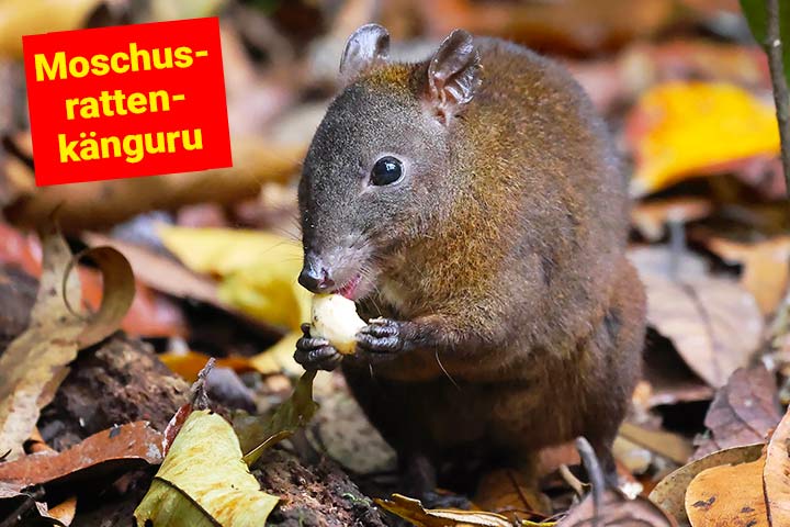 Moschusrattenkänguru