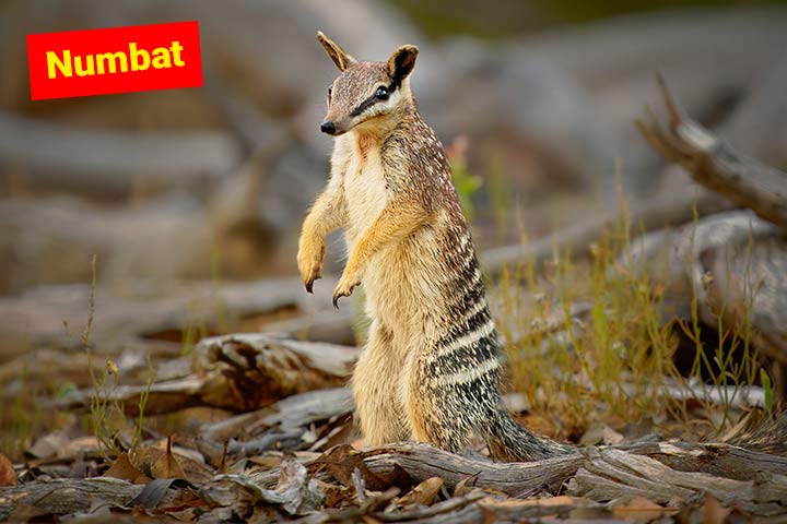 Numbat