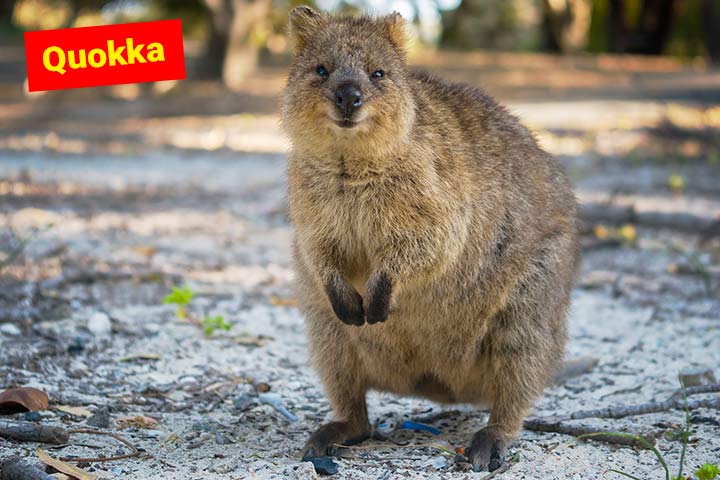Quokka