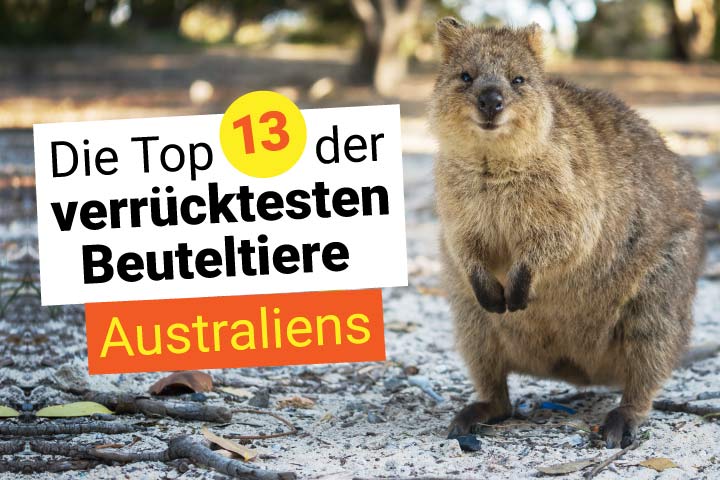 Die 13 verrücktesten Beuteltiere Australiens – vom Numbat, über den Quoll bis zum Baumkänguru