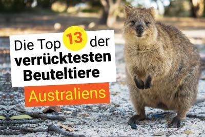 Die 13 verrücktesten Beuteltiere Australiens