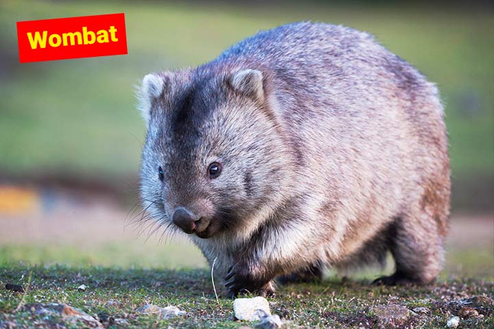 Wombat