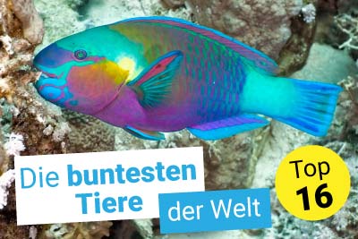 Die 16 buntesten Tiere der Welt