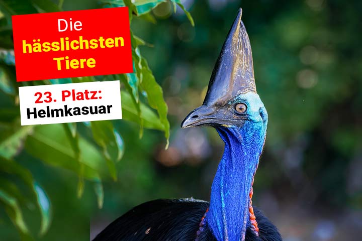 Helmkasuar