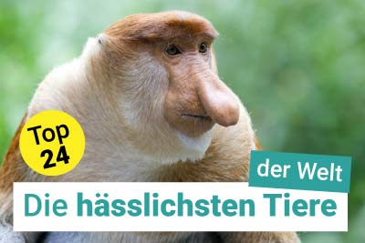 Die 24 hässlichsten Tiere der Welt