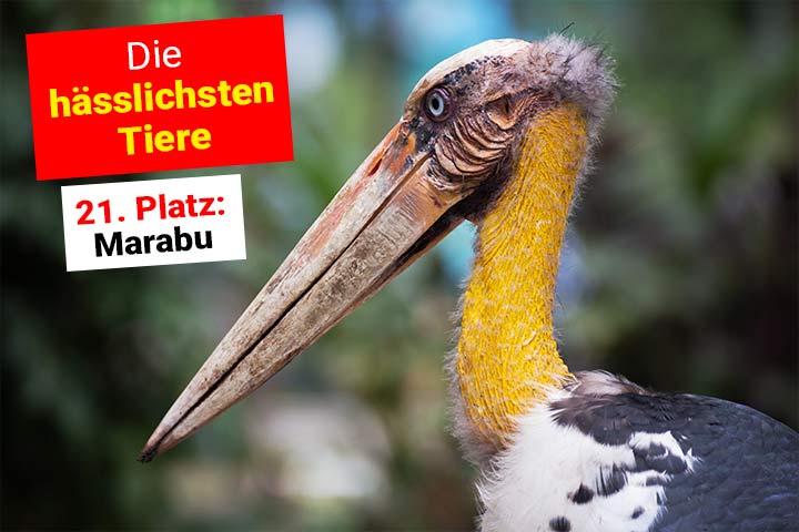 Marabu