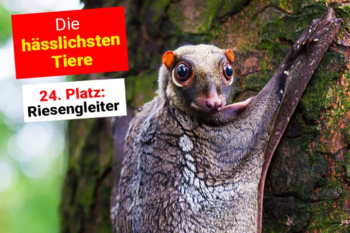 Riesengleiter