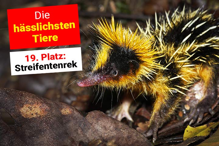 Streifentenrek