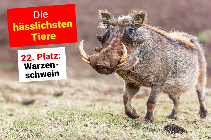 Warzenschwein