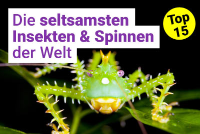 Die 15 seltsamsten Insekten der Welt