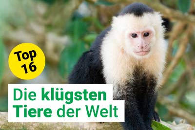 Die klügsten Tiere