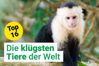 Die 16 klügsten Tiere der Welt