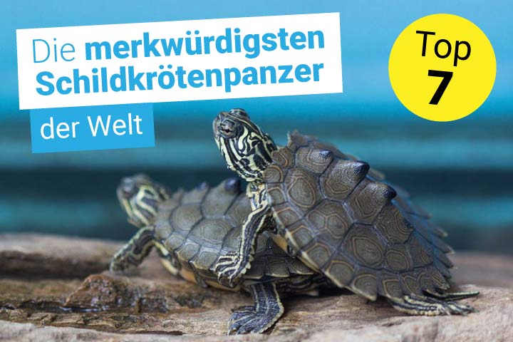 Schlangenhalsschildkröte