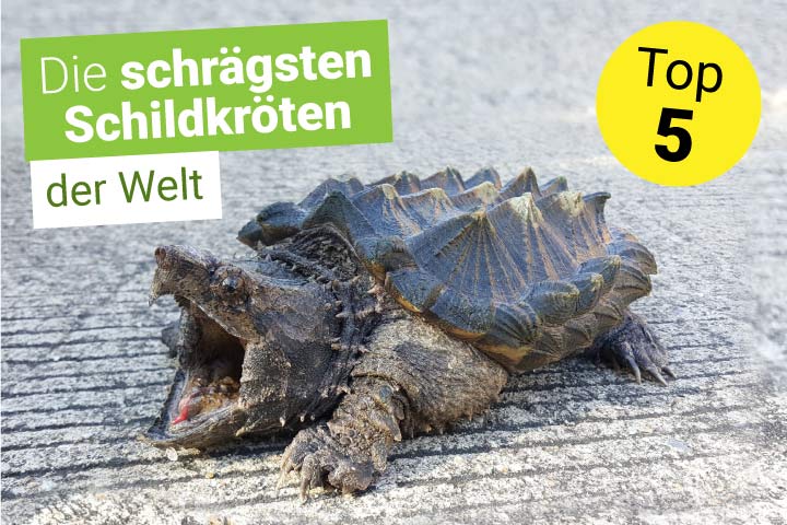 Alligatorschildkröte