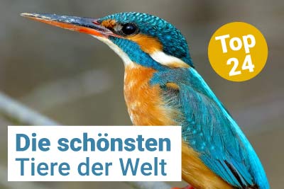 Die schönsten Tiere