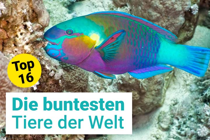 Die buntesten Tiere der Welt