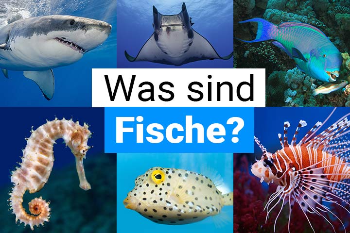 Was sind Fische?
