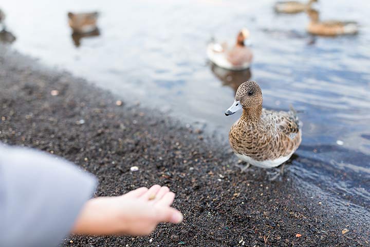 Brot für die Enten