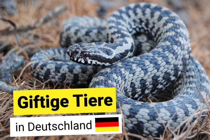 Feuersalamander
