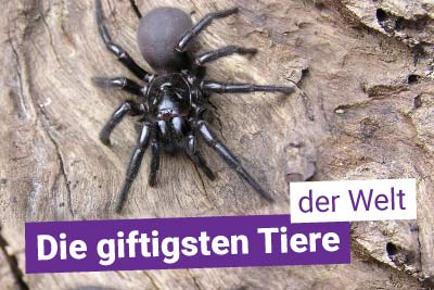 Die giftigsten Tiere