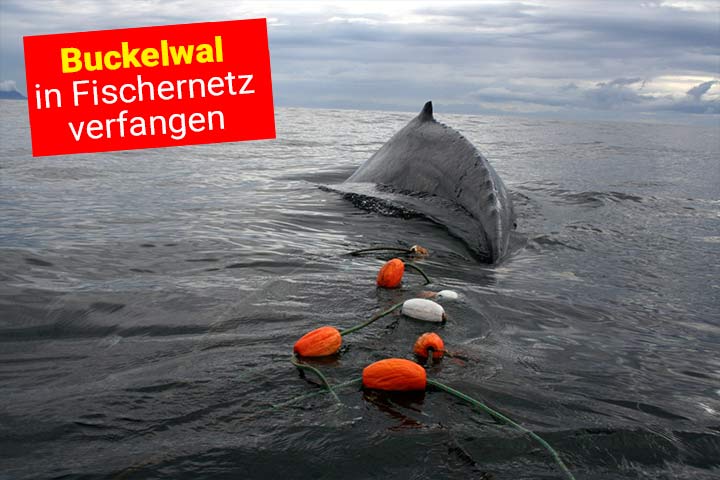 Ein Buckelwal zieht ein Fischernetz hinter sich her