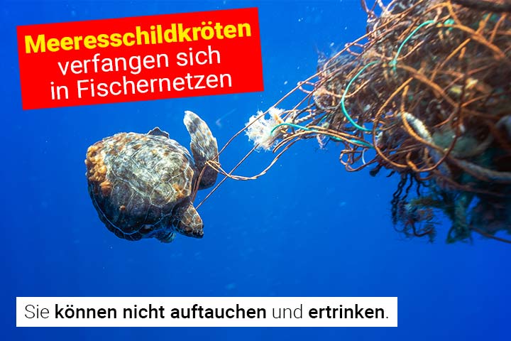 Eine Schildkröte hat sich in einem Fischernetz verfangen