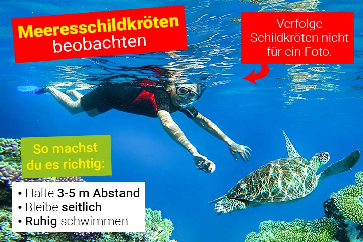 Ein echter Schildkrötenfan stresst die Tiere nicht für ein Foto