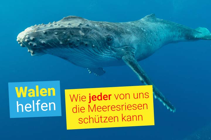 Wale vom Sofa aus retten: Wie jeder von uns den Meeresriesen im Alltag helfen kann