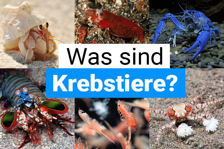 Was sind Krebstiere?