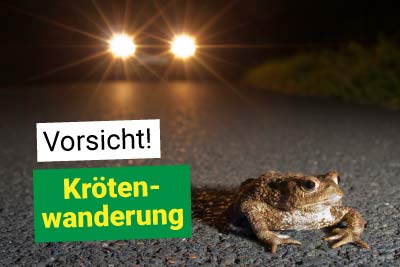 Krötenwanderung