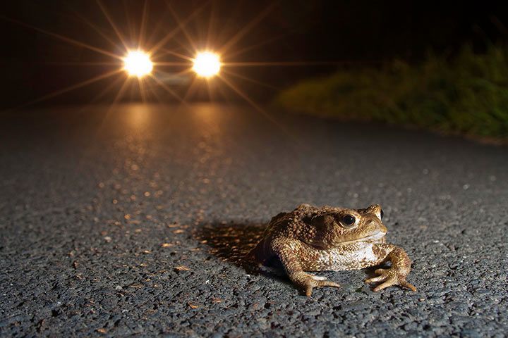 Kröte auf der Straße