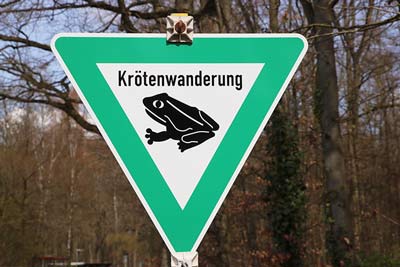 Krötenwanderung