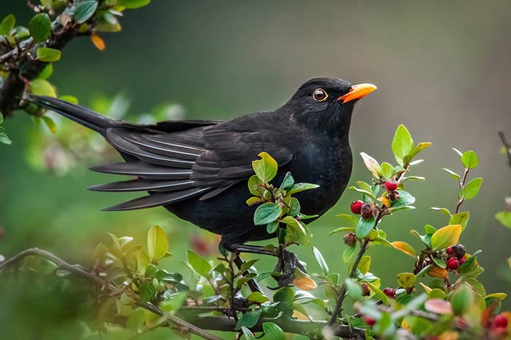 Amsel