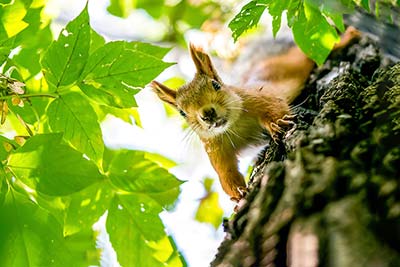 Tiere des Waldes