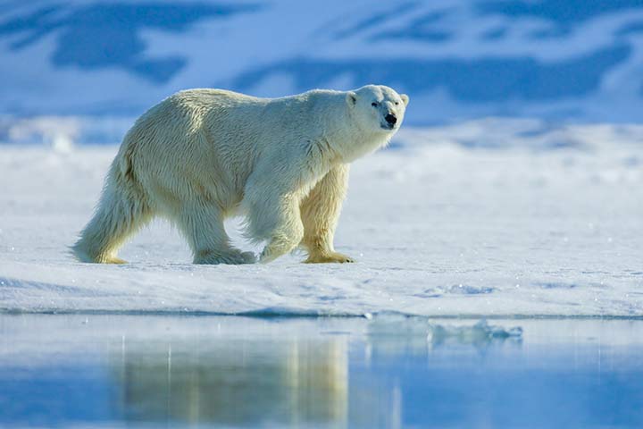 Eisbär