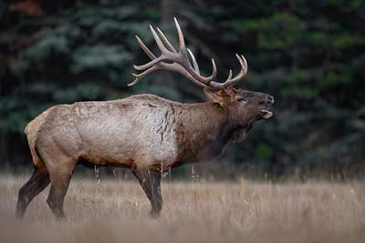 Tiere in Waldtundra und Taiga