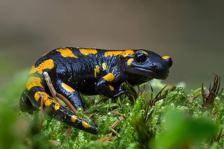 Feuersalamander