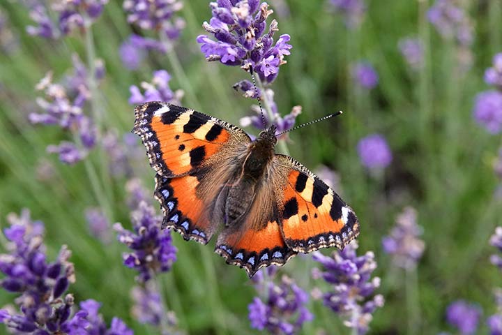 Tiere der Wiese