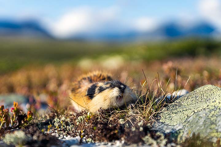 Lemming