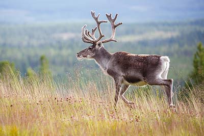 Tiere in der Tundra