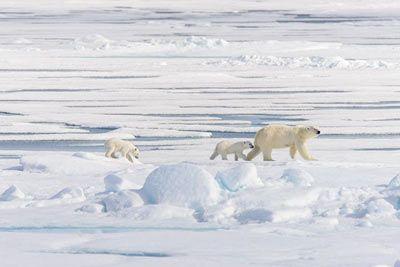 Tiere in Eisschild und Kältewüste