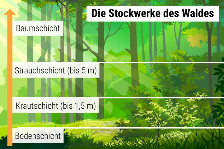 Schichten im Wald