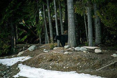 Tiere in Waldtundra und Taiga