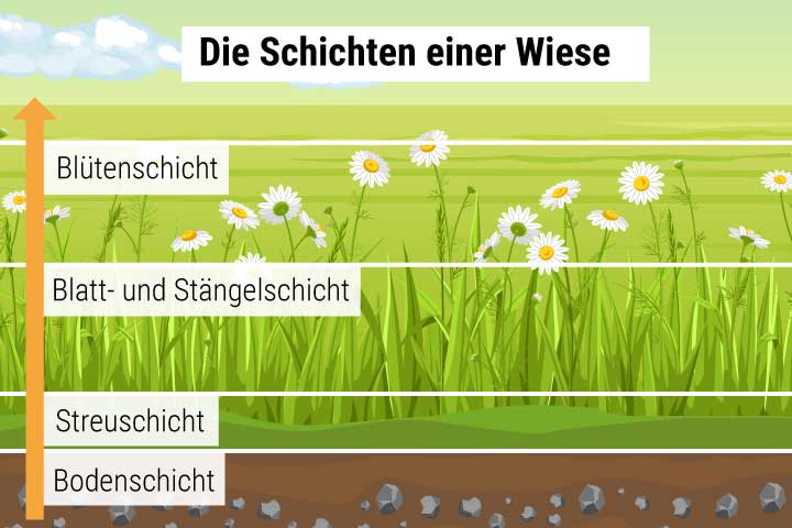 Schichten in der Wiese