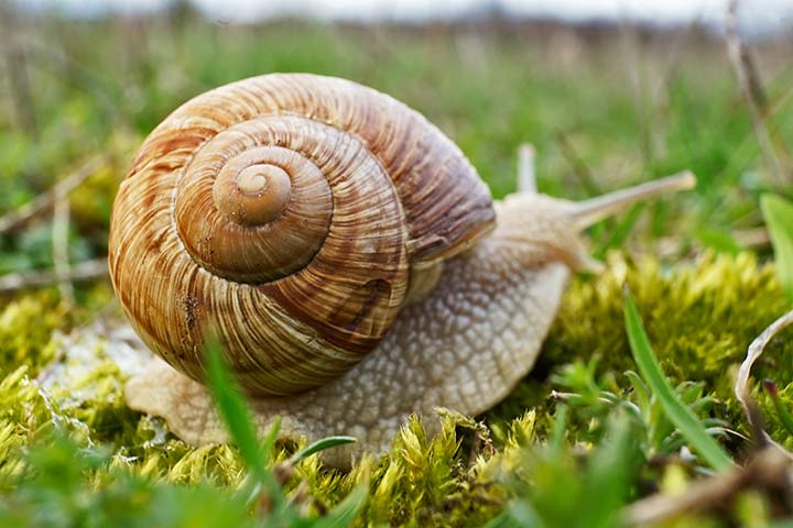 Weinbergschnecke