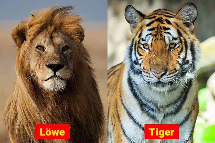 Löwe und Tiger nebeneinander