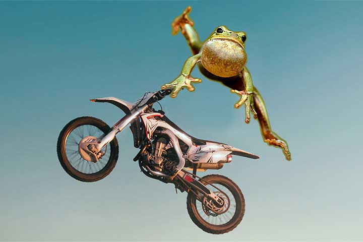 Motorradfrosch