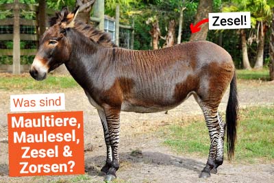 Maultier, Maulese, Zesel und Zorse