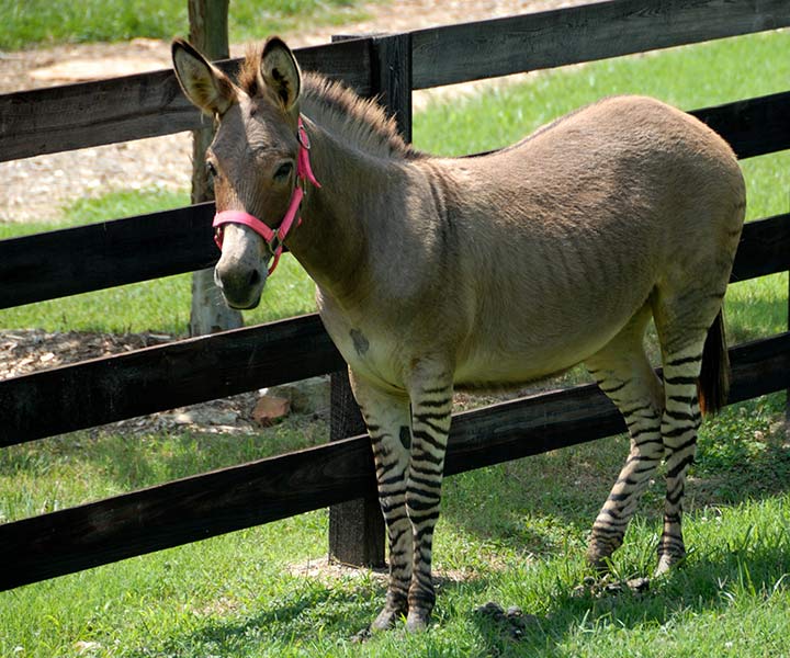 Zonkey